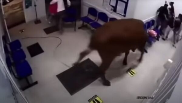 Корова ворвалась в больницу Колумбии и напала на пациентов — видео - Sputnik Кыргызстан