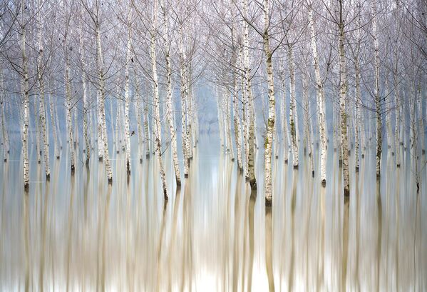 Снимок Flooding Birches фотографа Gianluca Gianferrari, ставший победителем в категории Trees, Woods & Forests конкурса The International Garden Photographer of the Year Competition-14 - Sputnik Кыргызстан