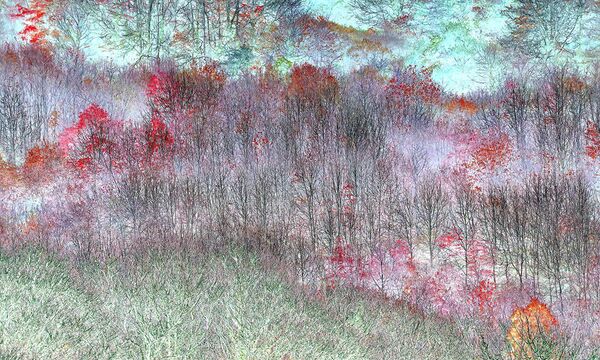 Снимок Magical Trees британского фотографа Claire Ogden, ставший победителем в категории Abstract Views конкурса The International Garden Photographer of the Year Competition-14 - Sputnik Кыргызстан