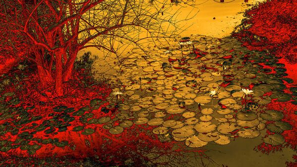 Снимок The Waterlilies китайского фотографа Fan Yi, занявший второе место в категории Abstract Views конкурса The International Garden Photographer of the Year Competition-14 - Sputnik Кыргызстан