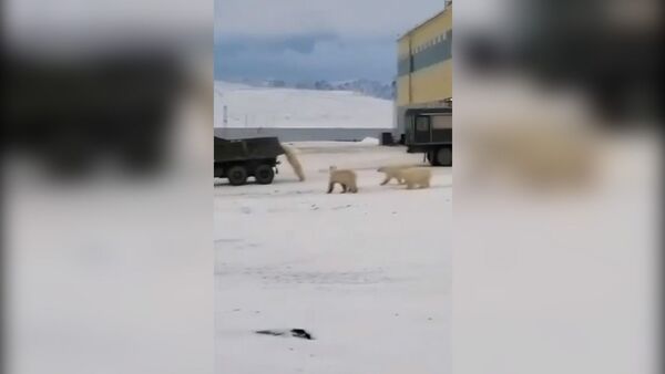 Медведи преследуют КамАЗ и пытаются забраться на него — видео - Sputnik Кыргызстан