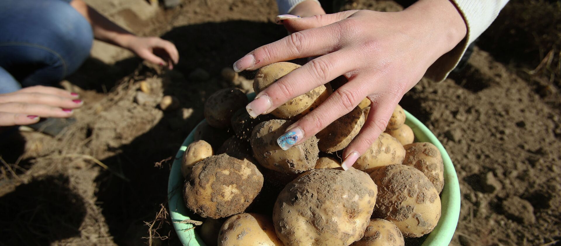 Уборка урожая картофеля. Архивное фото - Sputnik Кыргызстан, 1920, 24.02.2021