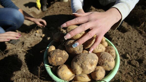 Уборка урожая картофеля. Архивное фото - Sputnik Кыргызстан