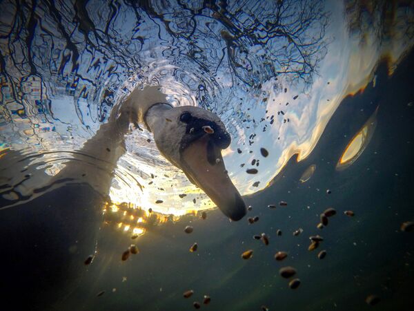 Британдык фотограф Ян Уэйддин бул сүрөтүнөн суу алдынан жем издеп жаткан ак кууну көрүүгө болот. Сүрөт GoPro камерасы менен тартылган - Sputnik Кыргызстан