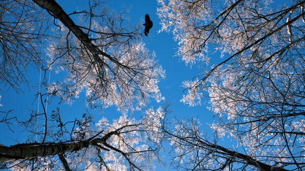 Птица пролетает в небе зимним утром. Архивное фото - Sputnik Кыргызстан
