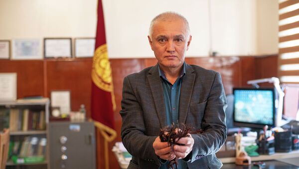 Директор Инновационного центра фитотехнологий НАН КР Кайыркул Шалпыков в своем кабинете - Sputnik Кыргызстан