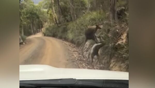 Два кенгуру вступили в жесткую схватку на трассе. Видео - Sputnik Кыргызстан