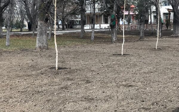 Отмечается, что место, где раньше были зеленые насаждения, стало превращаться в парковку - Sputnik Кыргызстан