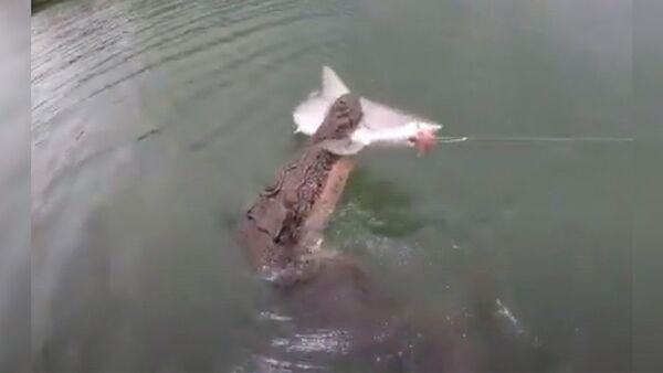 Голодный крокодил украл у рыбаков пойманную акулу — видео - Sputnik Кыргызстан