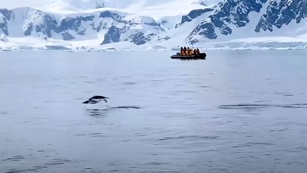 Жан керек да! Туристтердин кайыгына секирип түшкөн пингвиндин видеосу - Sputnik Кыргызстан