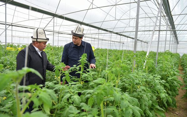 Бүгүнкү күндө Кыргызстанда ички рынокто импорттолгон продукциялардын көптүгү башкы көйгөйлөрдүн бири болуп жатат - Sputnik Кыргызстан