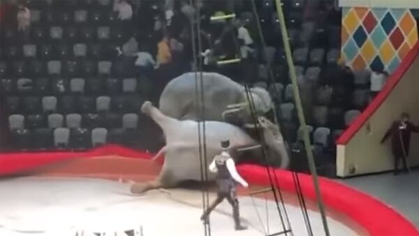 Цирковые слоны подрались на глазах посетителей — видео - Sputnik Кыргызстан