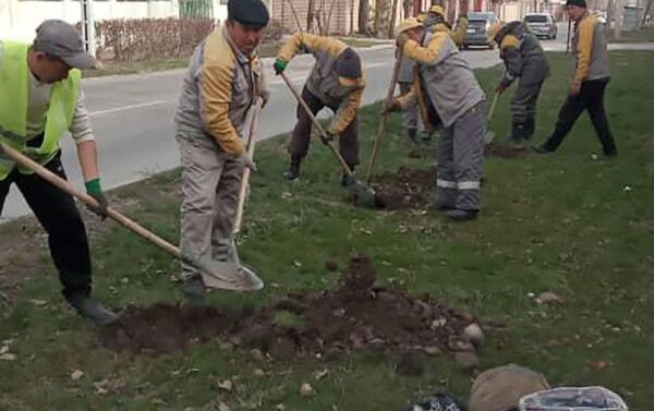 Бишкек шаарын жашылдандыруу иштери улантылып, калаа аймагына бак-дарактар менен бадалдар отургузулуп жатат - Sputnik Кыргызстан