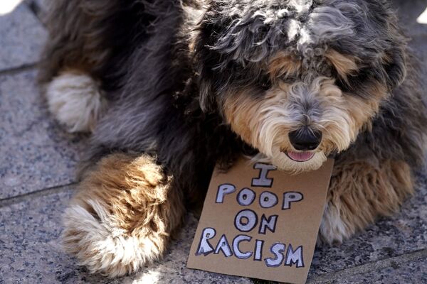 Собака во время акции Stop Asian Hate в США - Sputnik Кыргызстан