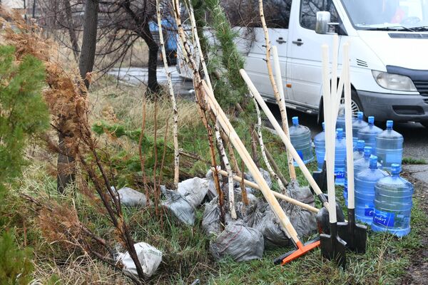 Акциянын алкагында Бишкекте 80 түп дарак көчөтү отургузулду - Sputnik Кыргызстан