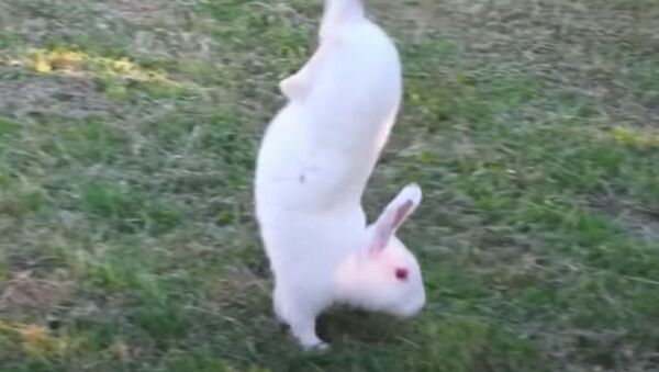 Кролики, ходящие на передних лапах, появились из-за неудачной селекции — видео - Sputnik Кыргызстан