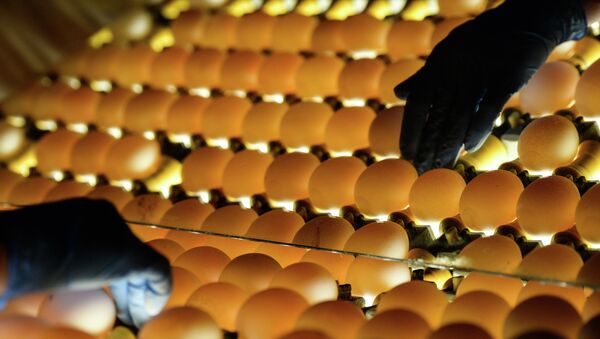 Проверка качества яиц на на птицефабрике. Архивное фото - Sputnik Кыргызстан