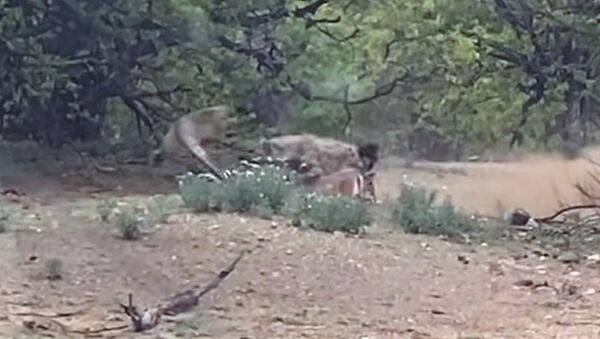 Леопард устроил засаду и поймал импалу, но добычу отобрала гиена. Видео - Sputnik Кыргызстан