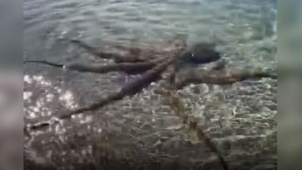 Орудует щупальцами, как кнутом, — осьминог напал на мужчину. Видео - Sputnik Кыргызстан