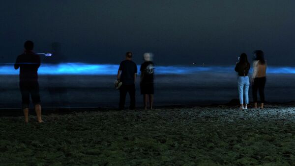 Люди наблюдают, как волны светятся синей биолюминесценцией от цветения водорослей в Тихом океане на пляже. Архивное фото - Sputnik Кыргызстан