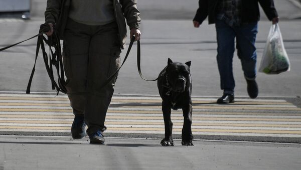 Человек ведет собаку за поводок. Архивное фото - Sputnik Кыргызстан