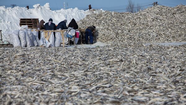 Сотрудники сортируют и укладывают рыбу в Сахалинской области. Архивное фото - Sputnik Кыргызстан