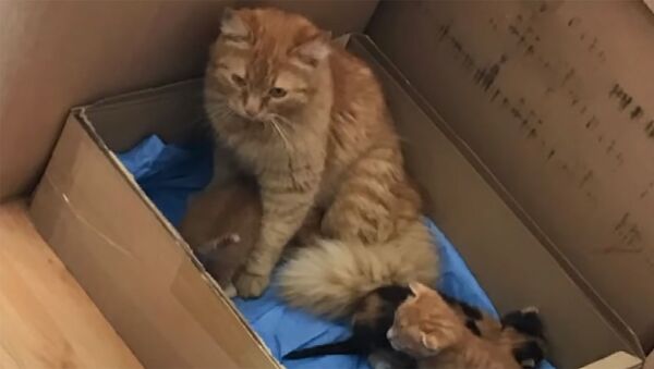 Мать года — кошка сама принесла в госпиталь больных котят. Видео - Sputnik Кыргызстан