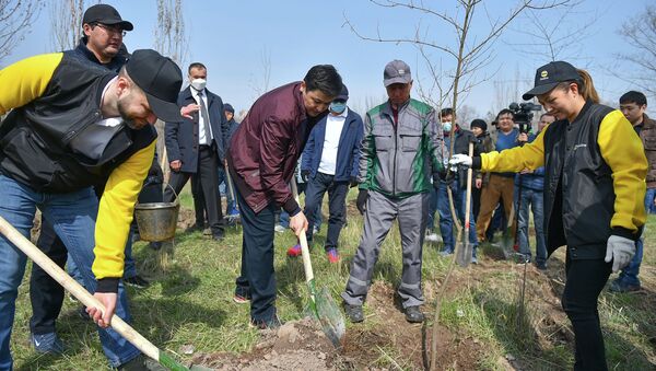 Премьер-министр Кыргызстана Улукбек Марипов во время высадки деревьев с представителями бизнеса и IT— компаний - Sputnik Кыргызстан