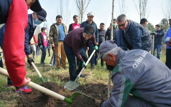 Премьер-министр Улукбек Марипов совместно с представителями бизнеса и IT— компаний высадили деревья в одном из парков Бишкека - Sputnik Кыргызстан