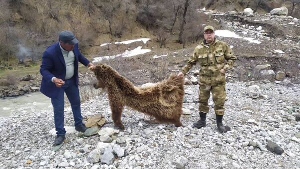 Задержание мужчины с шерстью медведя - Sputnik Кыргызстан