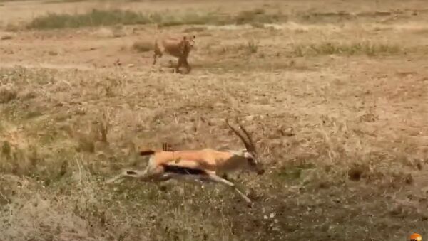 Нелепая случайность стоила газели жизни — видео - Sputnik Кыргызстан