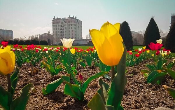 После того как тюльпаны отцветут, луковицы будут выкопаны и высушены, а осенью их снова высадят на клумбах - Sputnik Кыргызстан