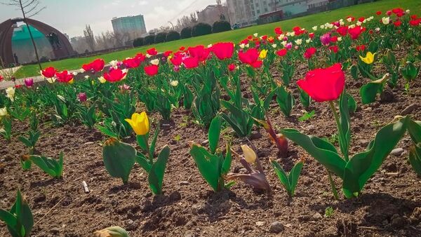 На столичных клумбах начали цвести тюльпаны - Sputnik Кыргызстан