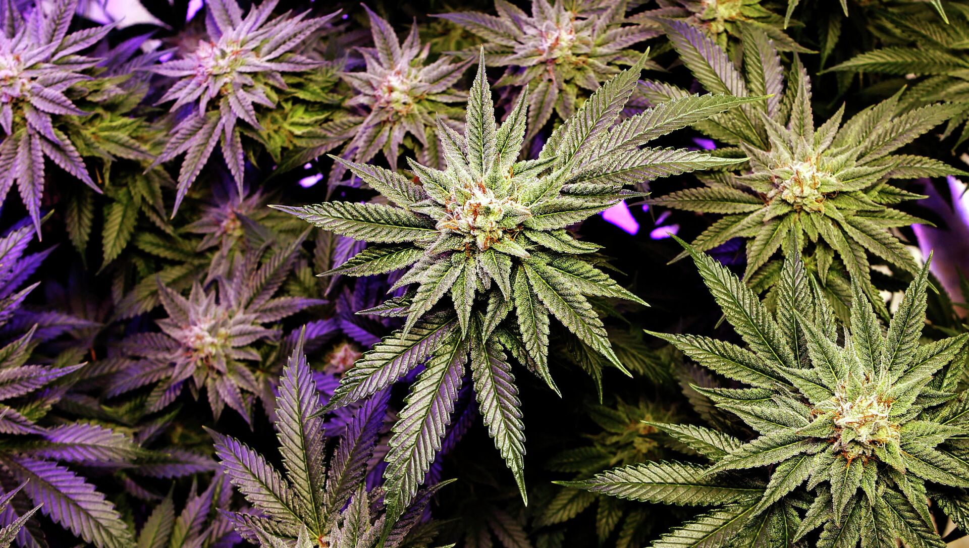 Цветы фото марихуаны конопля осетии