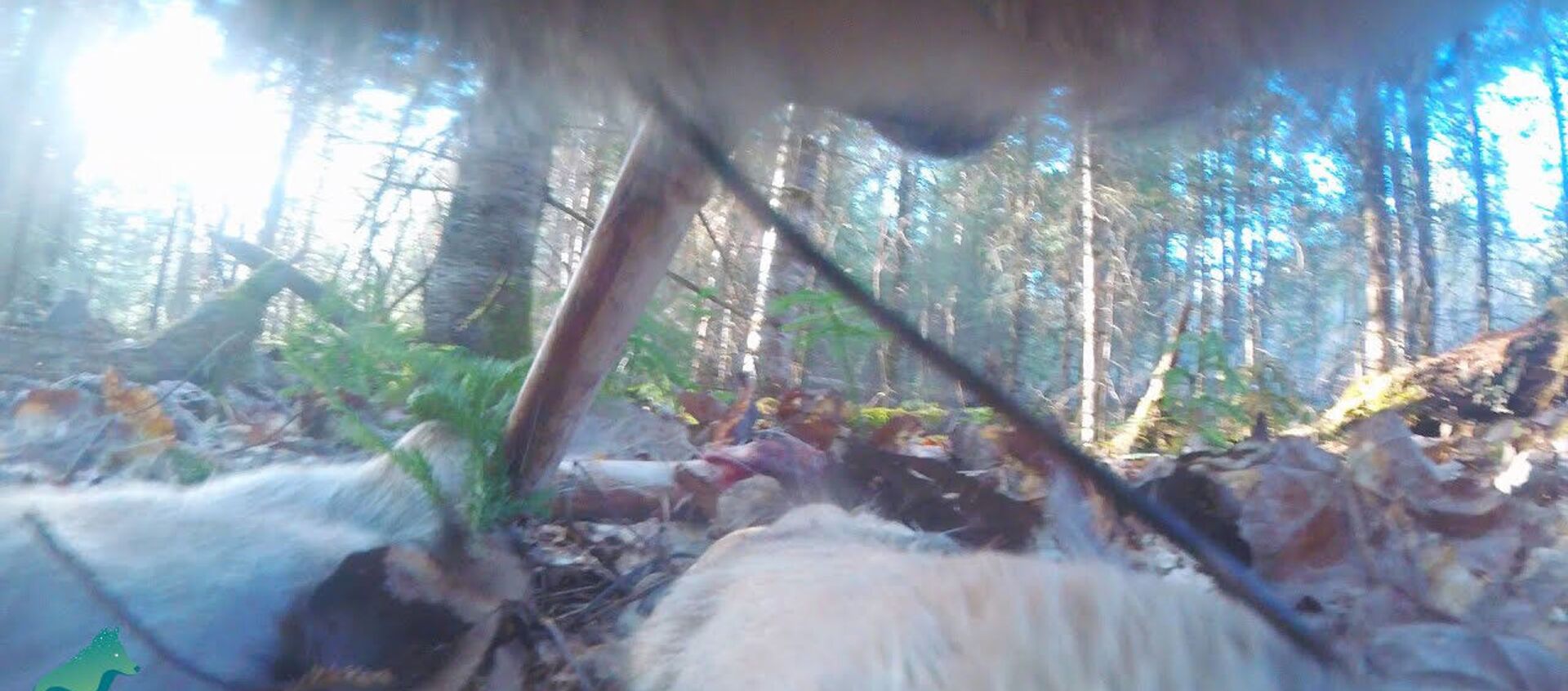 На волка нацепили камеру и отпустили в лес — уникальное видео - Sputnik Кыргызстан, 1920, 20.04.2021