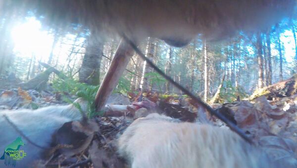 На волка нацепили камеру и отпустили в лес — уникальное видео - Sputnik Кыргызстан