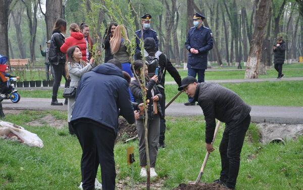 За три месяца прошлого года (с марта по июнь) участники проекта высадили 27 миллионов деревьев во всех регионах России - Sputnik Кыргызстан