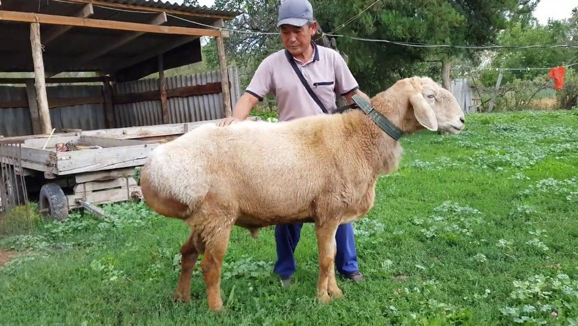 Новая порода баранов зарегистрирована в КР. Вес — 180 кг, цена до $50 тыс -  23.04.2021, Sputnik Кыргызстан