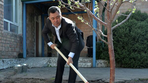 Президент Кыргызстана Садыр Жапаров во время посадки деревьев в рамках международной акции Сад памяти в Бишкеке - Sputnik Кыргызстан