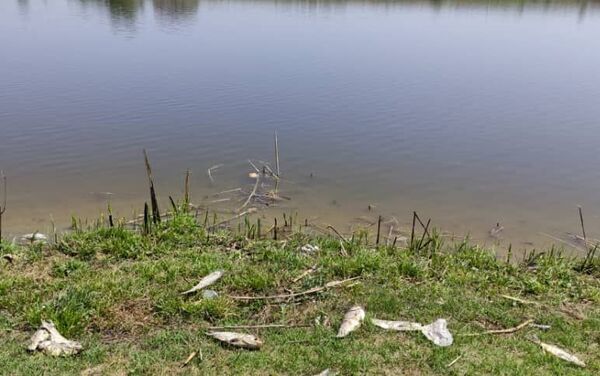 На берегах прудов в селе Пригородном Аламудунского района зафиксирована массовая гибель рыбы - Sputnik Кыргызстан
