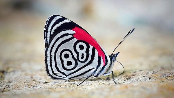 Крылья бабочки украшает цифра 88 — на видео попало необычное насекомое - Sputnik Кыргызстан
