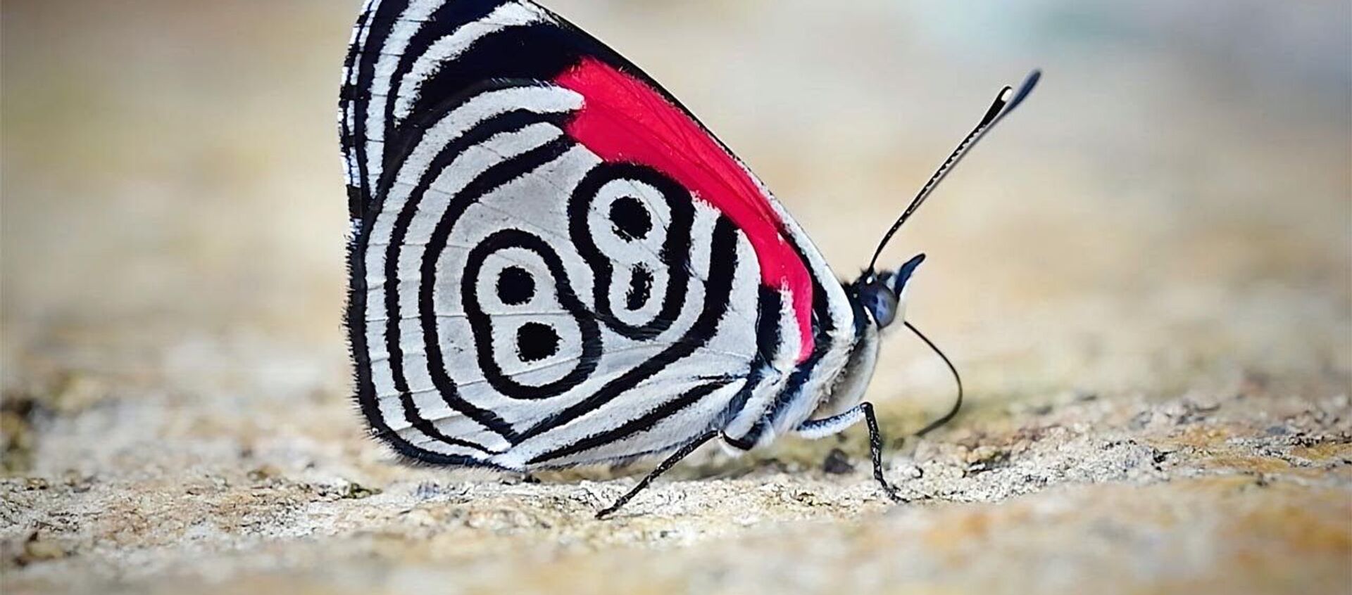 Крылья бабочки украшает цифра 88 — на видео попало необычное насекомое - Sputnik Кыргызстан, 1920, 29.04.2021