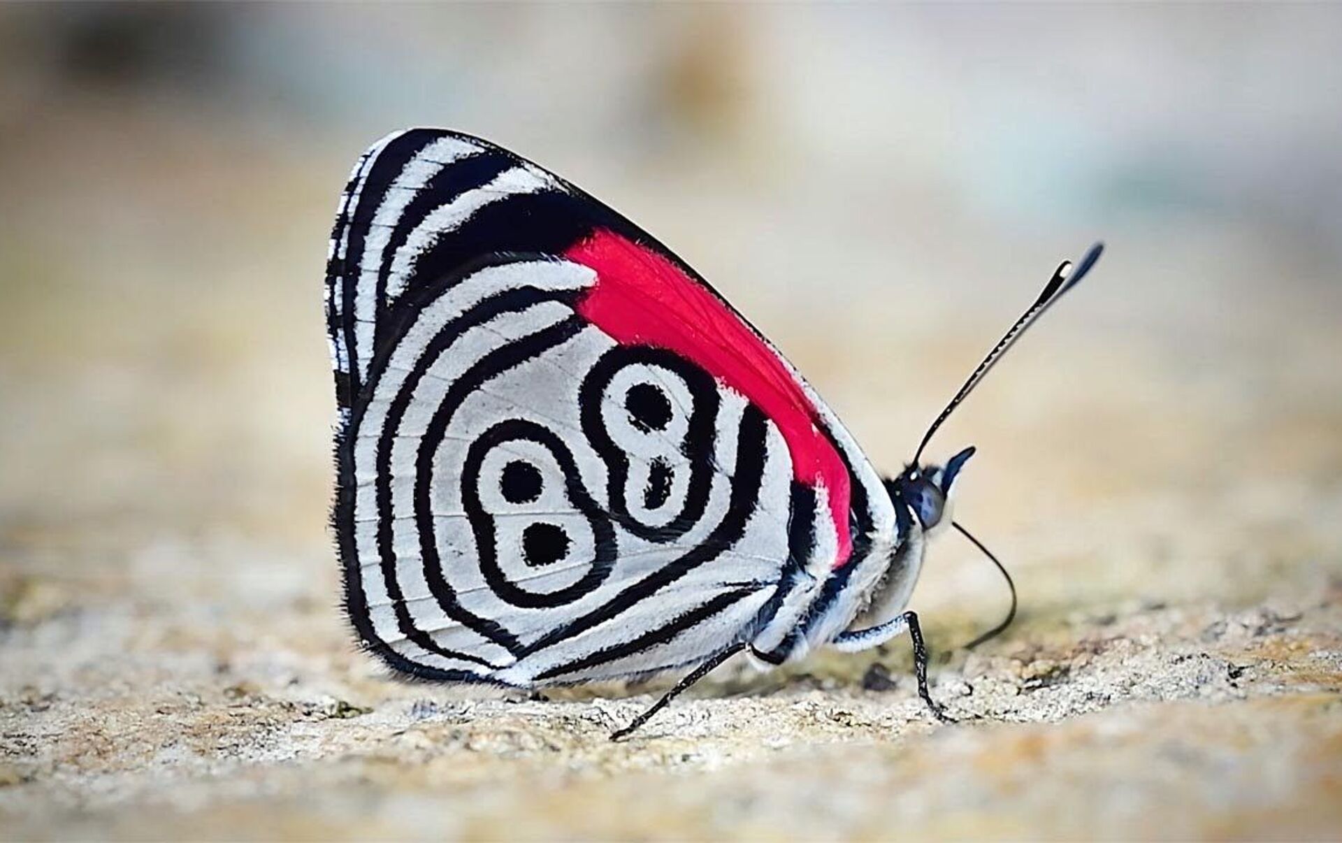 Крылья бабочки украшает цифра 88 — на видео попало необычное насекомое -  29.04.2021, Sputnik Кыргызстан