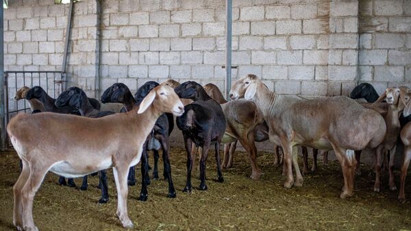 Новая порода мясо-сальных овец Арашан в КР  - Sputnik Кыргызстан
