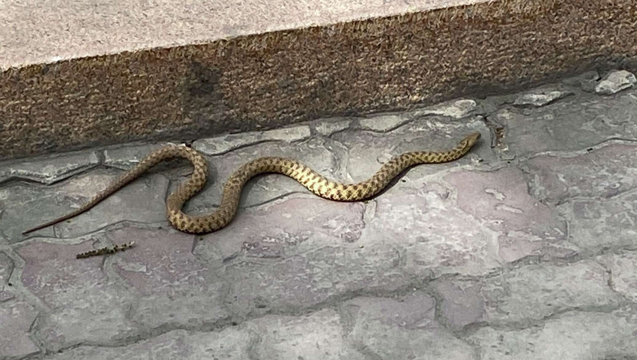 Змея возле дома
