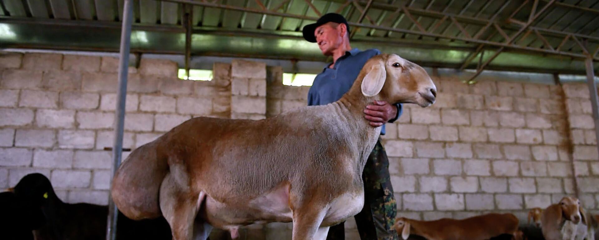 Больше гиссара, дороже двух миллионов — видео о новой породе овец Арашан - Sputnik Кыргызстан, 1920, 07.05.2021