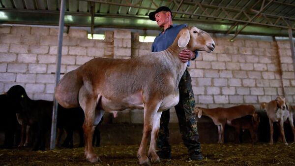 Больше гиссара, дороже двух миллионов — видео о новой породе овец Арашан - Sputnik Кыргызстан