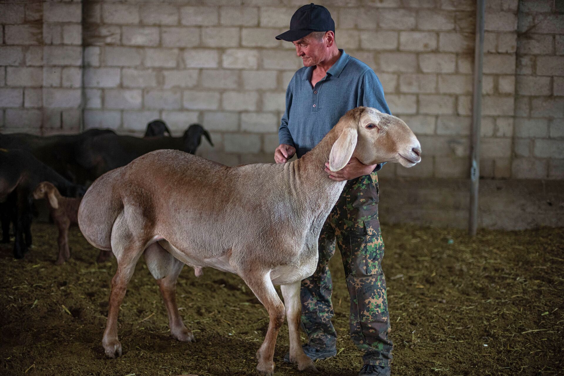 Новая порода мясо-сальных овец Арашан в КР - Sputnik Кыргызстан, 1920, 16.12.2021