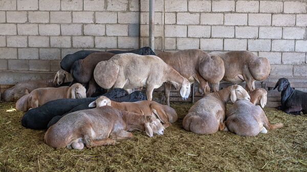 Арашан породасы койлор. Архив  - Sputnik Кыргызстан