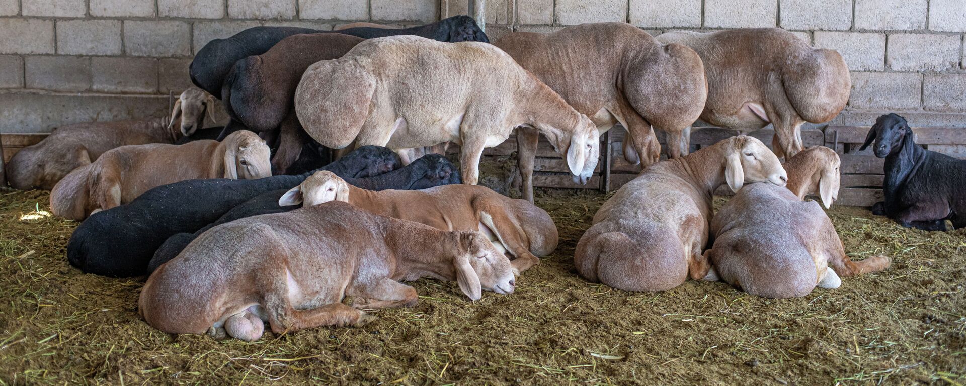 Арашан породасы койлор. Архив  - Sputnik Кыргызстан, 1920, 16.09.2025